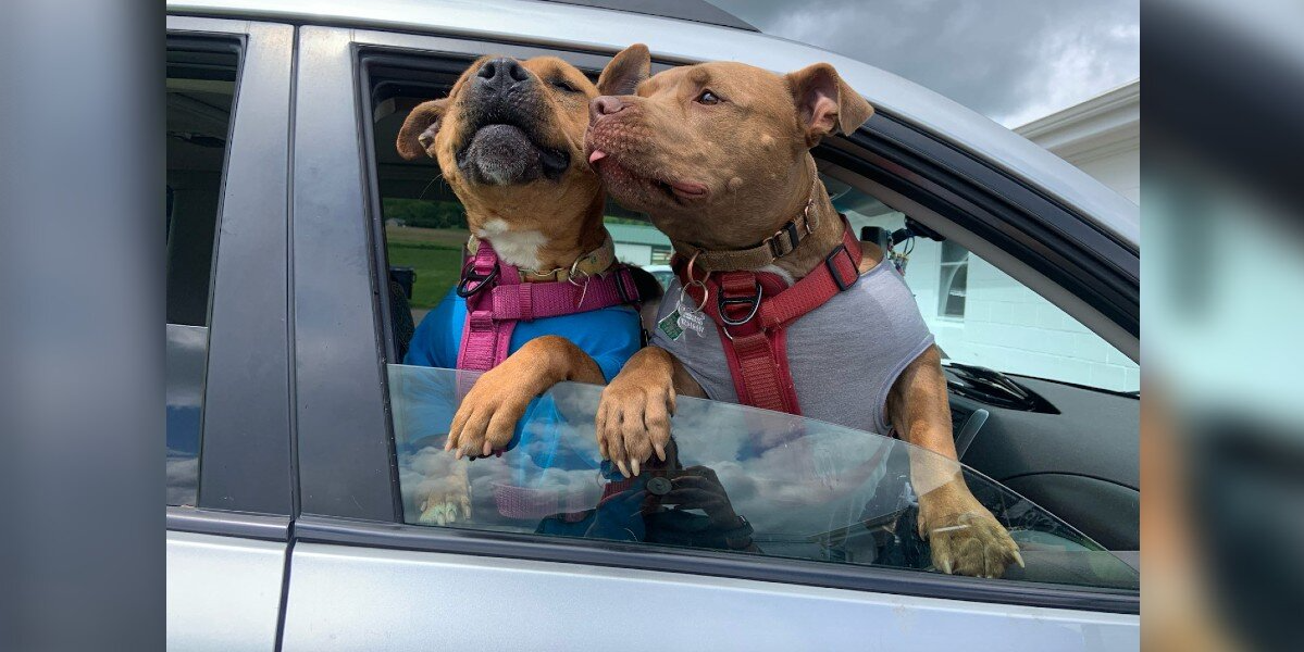 Dog Who Spent Nearly a Year in Shelter Can’t Contain Her Joy as She Finally Goes Home