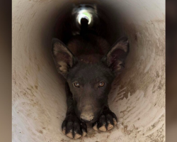 Homeowner Follows Desperate Cries — And Finds A Familiar Face Trapped In A Drainpipe