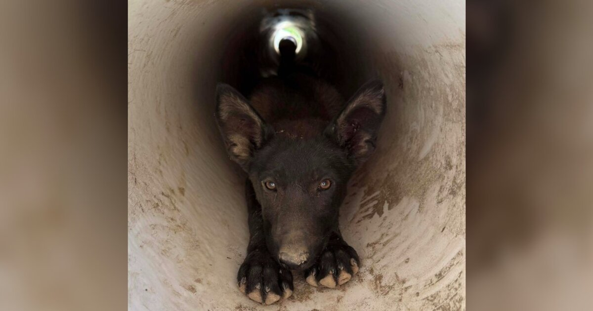 Homeowner Follows Desperate Cries — And Finds A Familiar Face Trapped In A Drainpipe