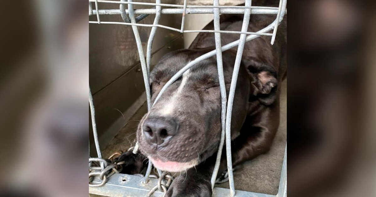 Lonely Shelter Dog Tries To Squeeze Through Kennel Bars Just For a Little Love
