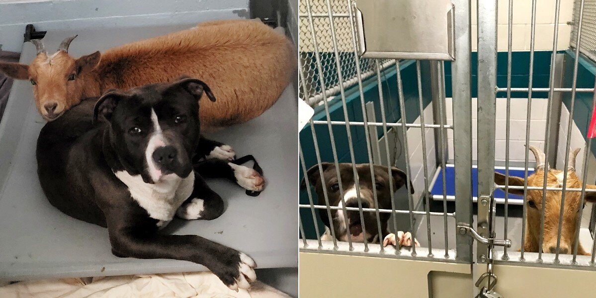 Shelter Goat Refuses to Leave Her Dog Best Friend’s Side — And Now They Have a Forever Home Together