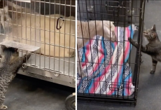 Cat Who “Works” at Vet Hospital Makes Sure Every Patient Gets a Gentle Pet