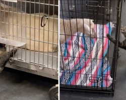 Cat Who “Works” at Vet Hospital Makes Sure Every Patient Gets a Gentle Pet