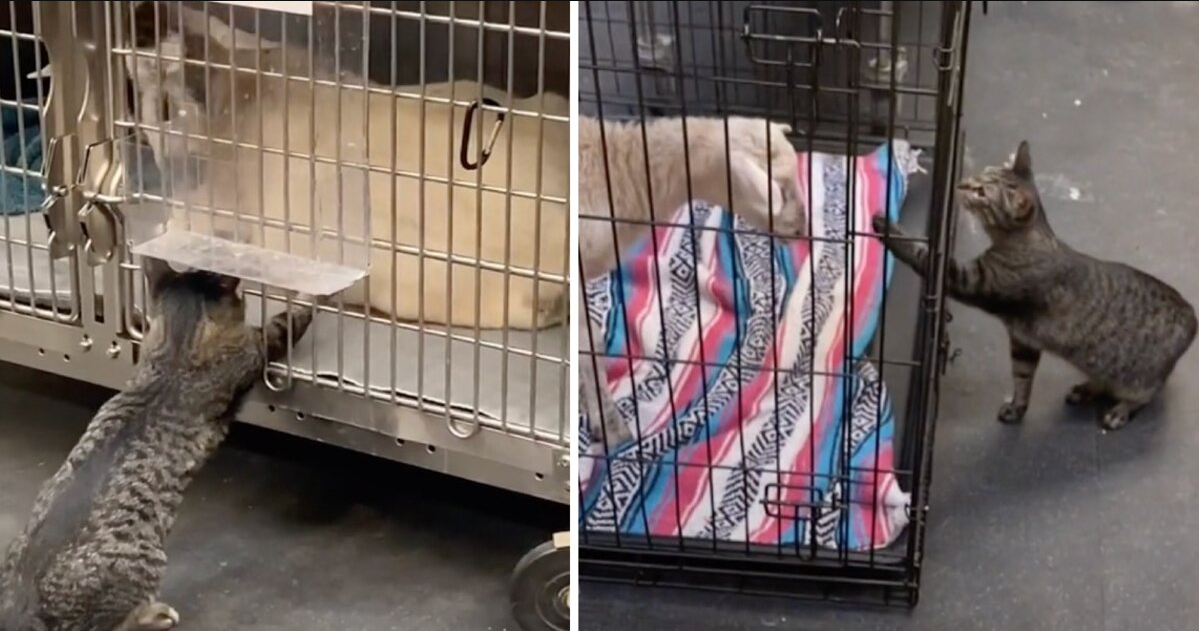 Cat Who "Works" at Vet Hospital Makes Sure Every Patient Gets a Gentle Pet