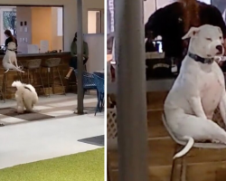 Dog at Doggy Day Care Refuses to Mingle — and She’s Totally Fine With That