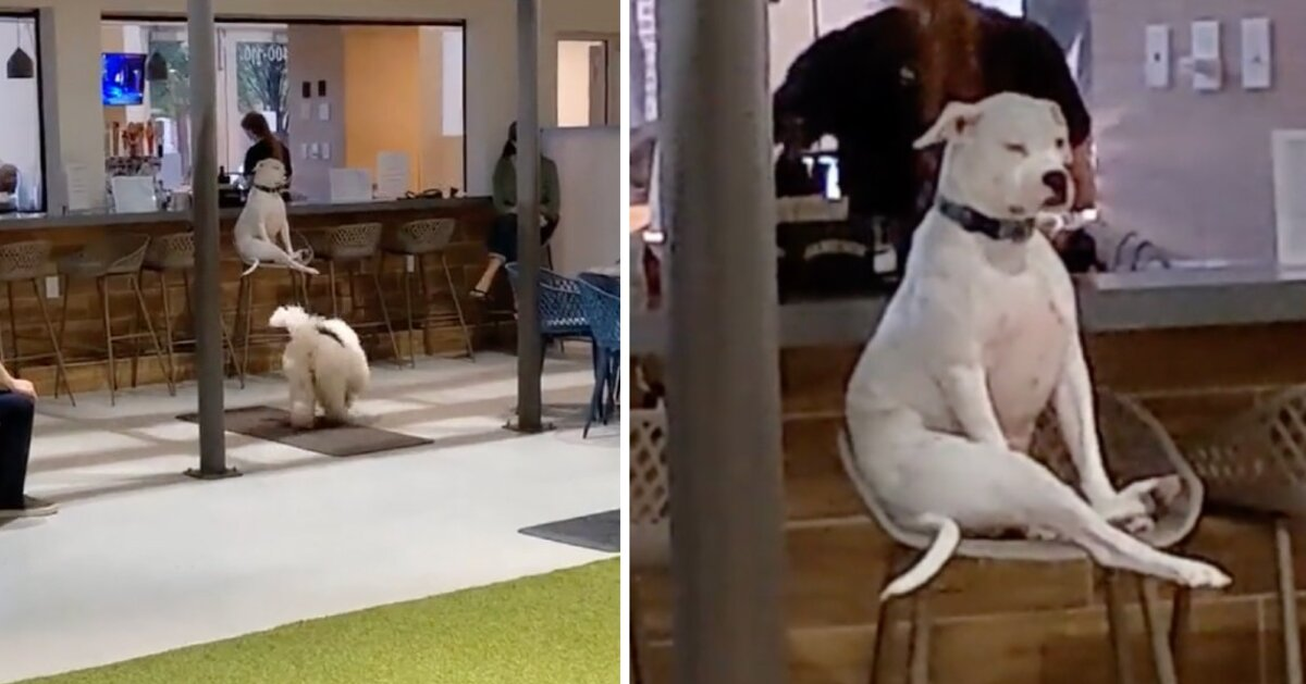 Dog at Doggy Day Care Refuses to Mingle — and She’s Totally Fine With That