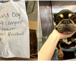 She Was Left in a Cardboard Box With a Note — And a Hidden Struggle