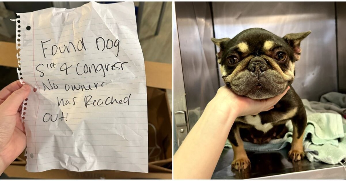 She Was Left in a Cardboard Box With a Note — And a Hidden Struggle