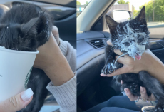 Kitten Loses Her Mind (In the Best Way) During Her First Starbucks Run