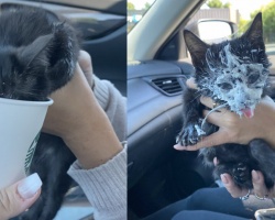 Kitten Loses Her Mind (In the Best Way) During Her First Starbucks Run