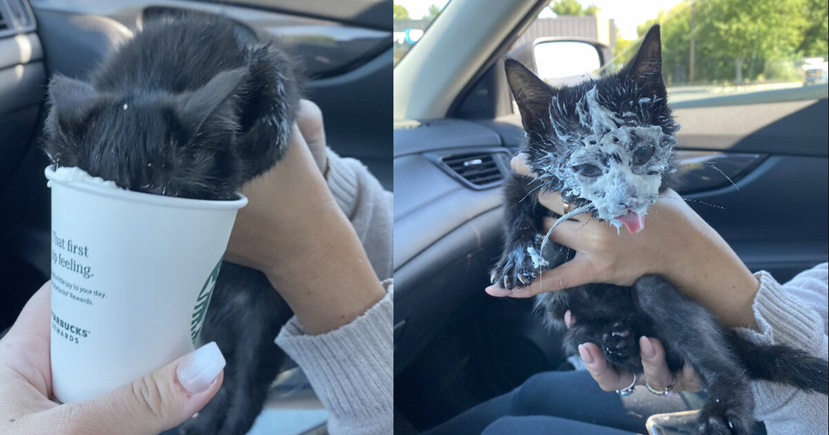 Kitten Loses Her Mind (In the Best Way) During Her First Starbucks Run