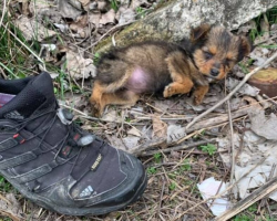 Man Finds Puppy Sleeping In A Shoe — And Changes Her Life Forever