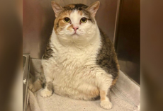 Rescue Cat Arrived So Overweight, She Had to Use the Dog Scale — But Now She’s Thriving