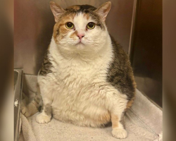 Rescue Cat Arrived So Overweight, She Had to Use the Dog Scale — But Now She’s Thriving