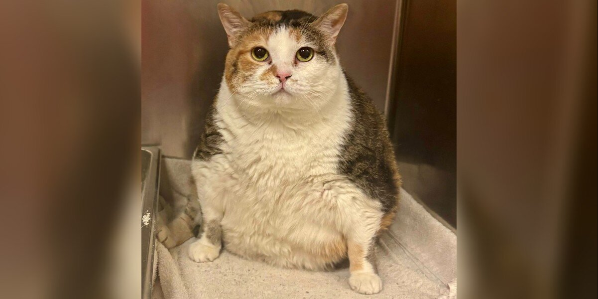 Rescue Cat Arrived So Overweight, She Had to Use the Dog Scale — But Now She’s Thriving