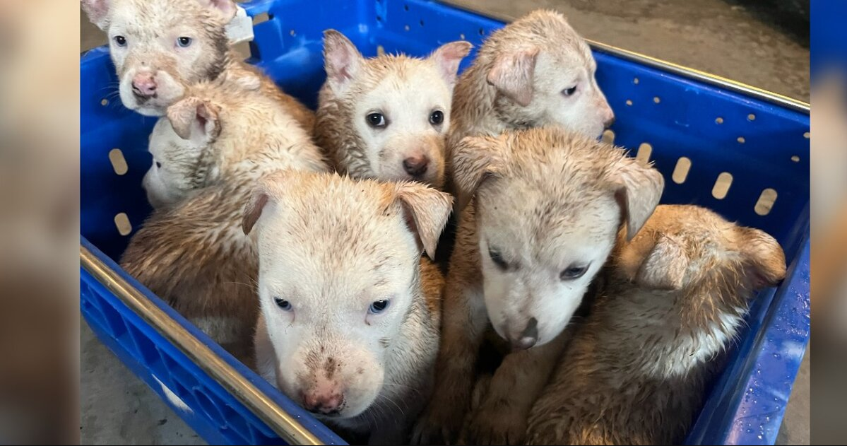 Seven Soaked Puppies Found Huddled In Flooded Crate Get The Miracle They Deserved