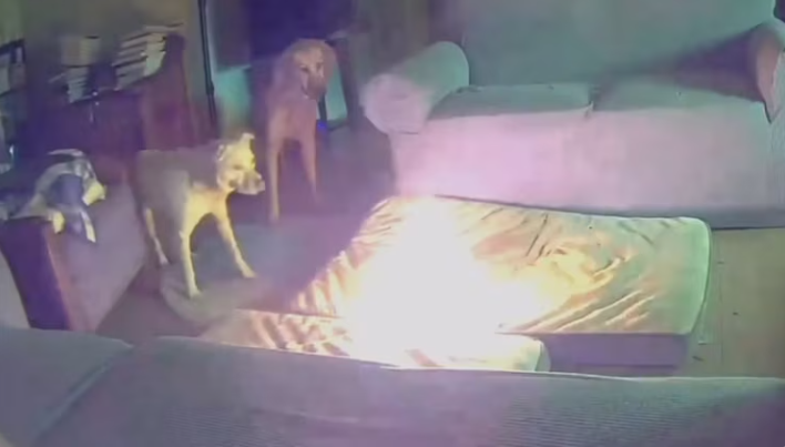 Dog Accidentally Triggers House Fire While Owners Are Away
