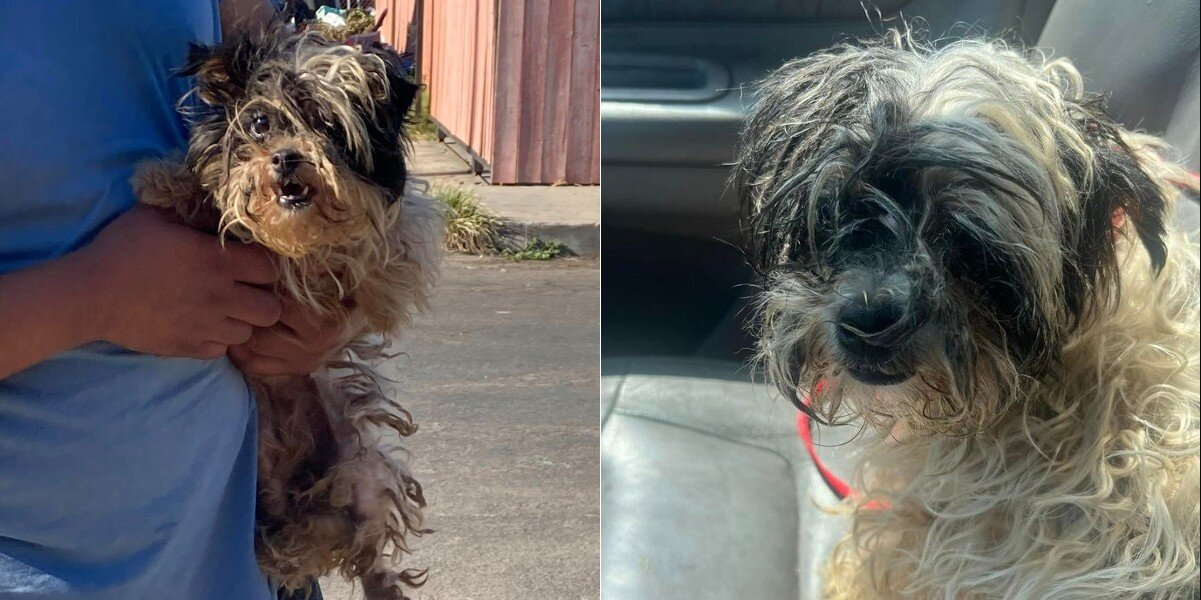 Dog Who Was ‘So Matted’ Looks Like a Puppy Again After Incredible Makeover
