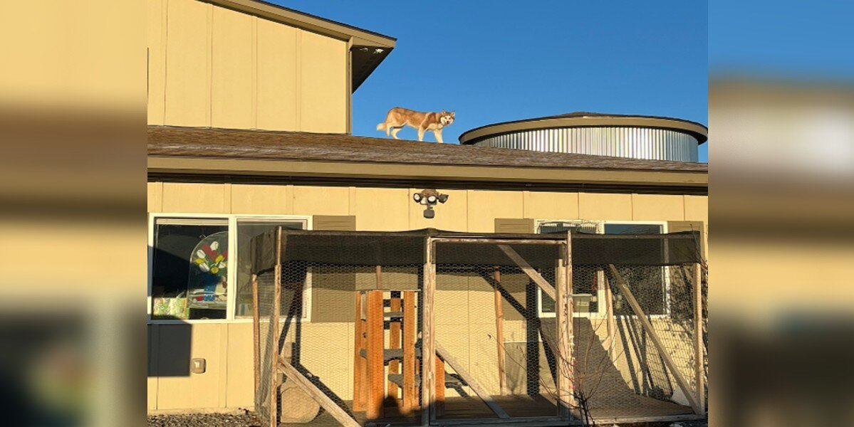 Dog Who Was So Desperate To Escape Shelter Finally Gets Her Second Chance
