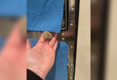 Shelter Cat Reaches Out To Grieving Man — And Changes Both Their Lives Forever