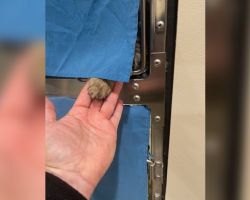 Shelter Cat Reaches Out To Grieving Man — And Changes Both Their Lives Forever