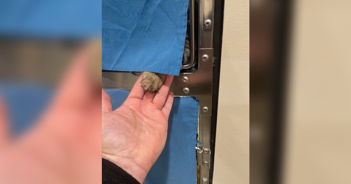 Shelter Cat Reaches Out To Grieving Man — And Changes Both Their Lives Forever