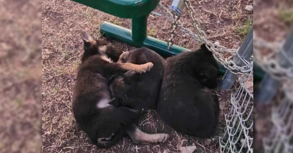 Puppies Abandoned In Freezing Weather Huddle Under Bench Until Help Arrives