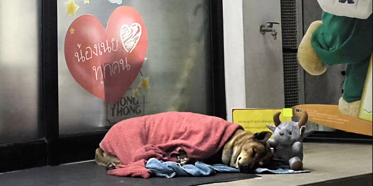 Dog Waits Months Outside 7-Eleven For Her Owner — Until A New Chapter Begins