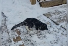 ‘Frozen’ Cat Crawls Up Snowy Driveway — And Finds A New Beginning