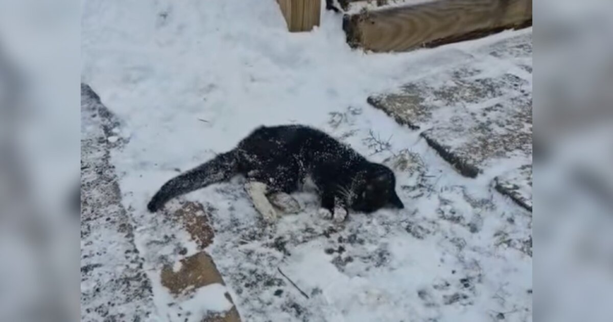 'Frozen' Cat Crawls Up Snowy Driveway — And Finds A New Beginning