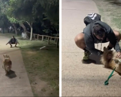 Woman Runs Into Her Ex at the Park — And Her Dog’s Reaction Says It All