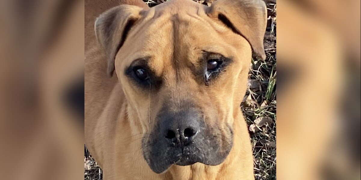 Dog Abandoned by His Family Has Tears in His Eyes When Rescuers Finally Arrive