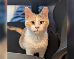 Kitten Kicked Out of Her Library Home Is Now Searching for a Family
