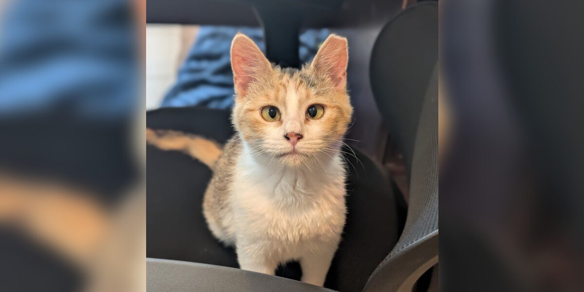 Kitten Kicked Out of Her Library Home Is Now Searching for a Family