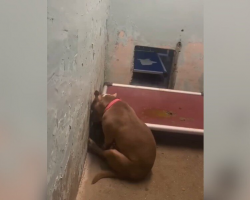 Watch This Shut-Down Shelter Dog’s Dreams Finally Come True