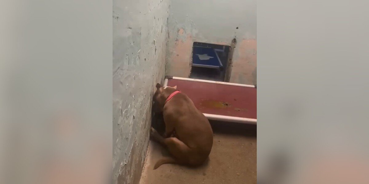 Watch This Shut-Down Shelter Dog's Dreams Finally Come True