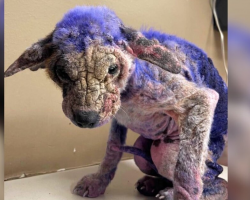 Pup Covered In Mysterious Purple Substance Finds Hope And Healing
