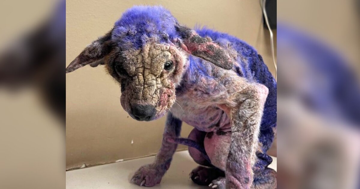 Pup Covered In Mysterious Purple Substance Finds Hope And Healing