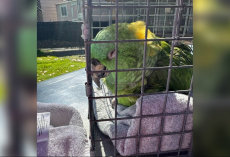 40-Year-Old Parrot Waited Alone For 2 Weeks — And Finally Collapsed Into Safety