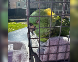 40-Year-Old Parrot Waited Alone For 2 Weeks — And Finally Collapsed Into Safety