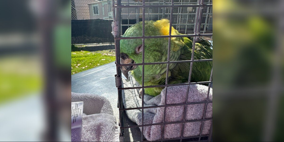 40-Year-Old Parrot Waited Alone For 2 Weeks — And Finally Collapsed Into Safety