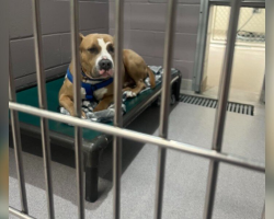 Shelter Dog Keeps Getting Passed Over Because People Think He Looks ‘Scary’