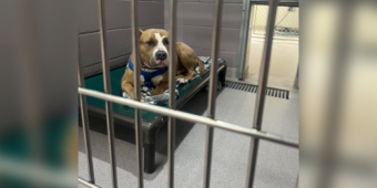 Shelter Dog Keeps Getting Passed Over Because People Think He Looks ‘Scary’