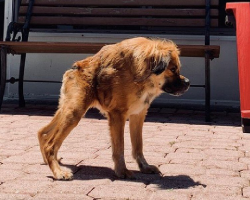 Dog Born With Super Short Spine Has No Idea She’s Any Different