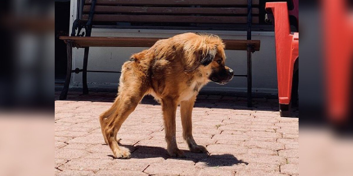 Dog Born With Super Short Spine Has No Idea She's Any Different