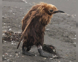Teenage Penguins Are Peak Awkwardness — And It’s Hilarious