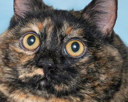 Animal Shelter Gets Honest About Super-Chonky Cat Looking for a Fresh Start