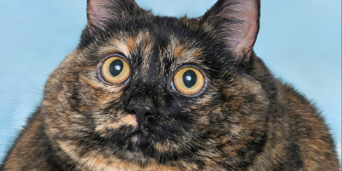 Animal Shelter Gets Honest About Super-Chonky Cat Looking for a Fresh Start