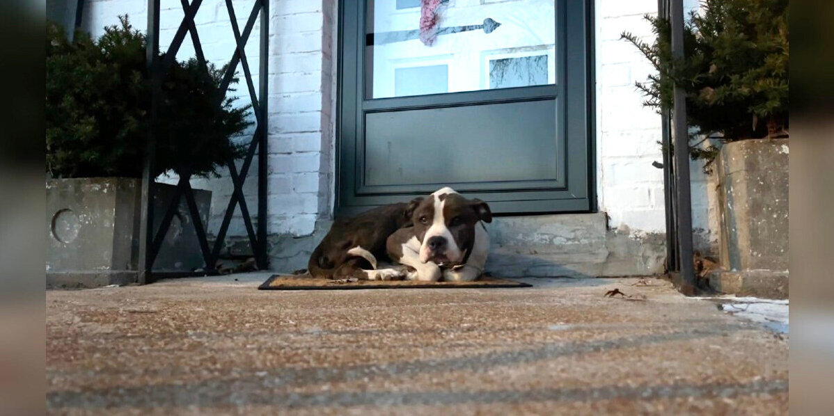 Lonely Stray Dog Finds Warmth — And Hope — On a Stranger’s Porch