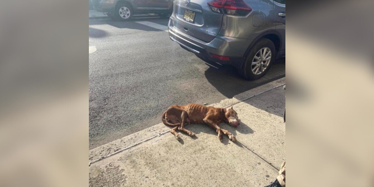 People Thought This Dog Had Passed Away On The Sidewalk — Then She Moved